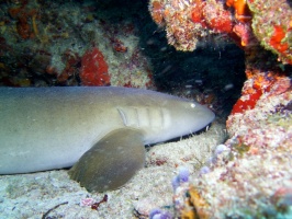 Nurse Shark IMG 3357